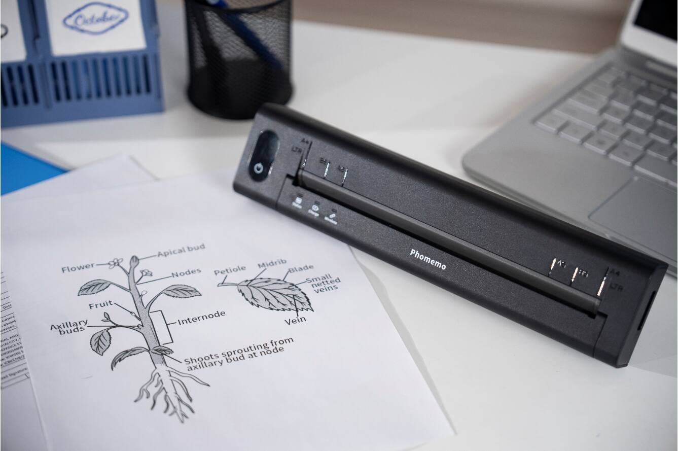 Odoa S SURTSRE SEvars A BARA . ALCITE LI A 1 A 1 W - CRECHBIE

Signature

Flower Fruit Axillary buds bud Apical Midrib Blade Nodes Petiole Small netted veins Internode Vein from Shoots sprouting bud at node axillary

Phomemo LTR