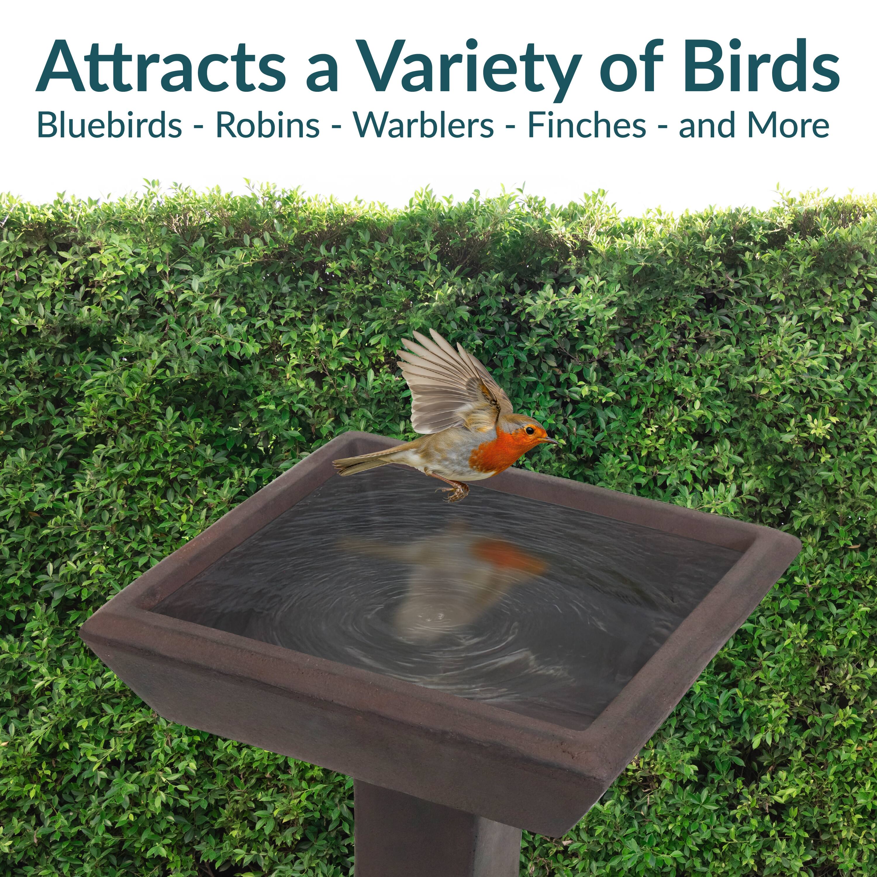 Attracts a Variety of Birds  
Bluebirds - Robins - Warblers - Finches - and More