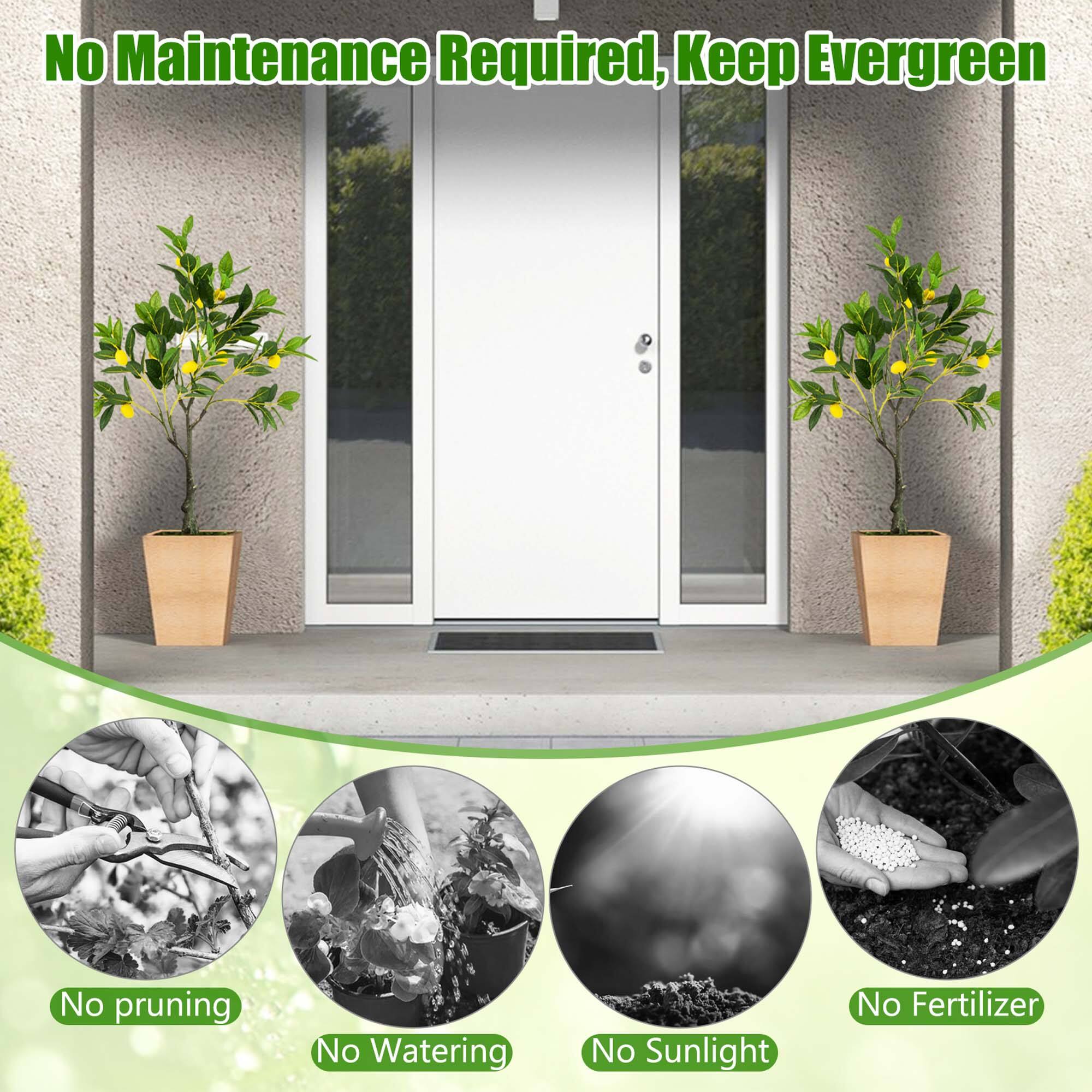 No Maintenance Required, Keep Evergreen. No pruning, No watering, No sunlight, No fertilizer.