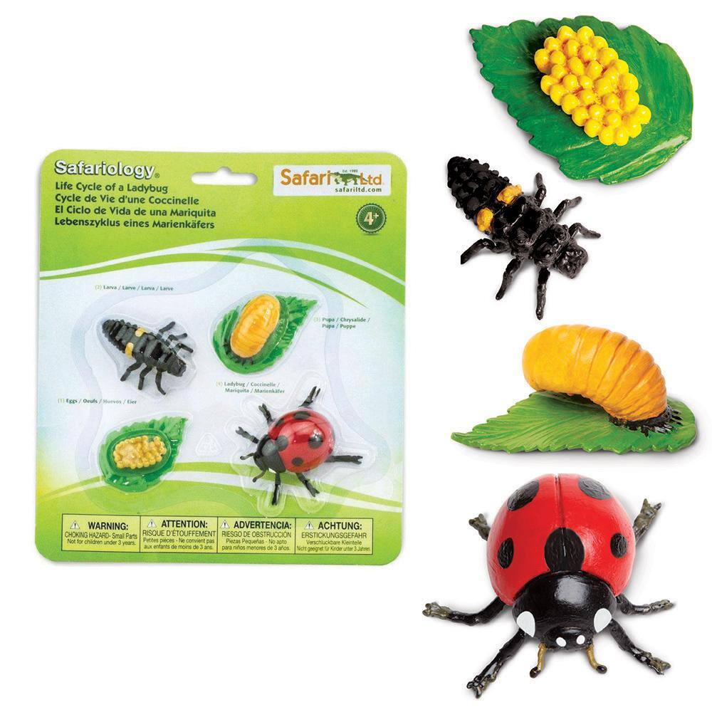 Safariology  
Life Cycle of a Ladybug  
Cycle de Vie d'une Coccinelle  
El Ciclo de Vida de una Mariquita  
Lebenszyklus eines Marienkäfers  

Safarit Ltd  
safariltd.com  

4+  

Larva / Larve / Larva / Larve  
Pupa / Chrysalide / Pupa / Puppe  
Larva / Larve / Larva / Larve  
Ladybug / Coccinelle / Mariquita / Marienkäfer  

WARNING: ATTENTION: ADVERTENCIA: ACHTUNG:  
CHOKING HAZARD - Small Parts  
RISQUE D'ÉTOUFFEMENT - Petits pièces  
RESGOC DE OBSTRUCCIÓN - Piezas pequeñas  
ERSTICKUNGSGEFAHR - Kleinsteile  

Not for children under 3 years.  
Non pour les enfants de moins de 3 ans.  
No para niños menores de 3 años.  
Nicht für Kinder unter 3 Jahren.