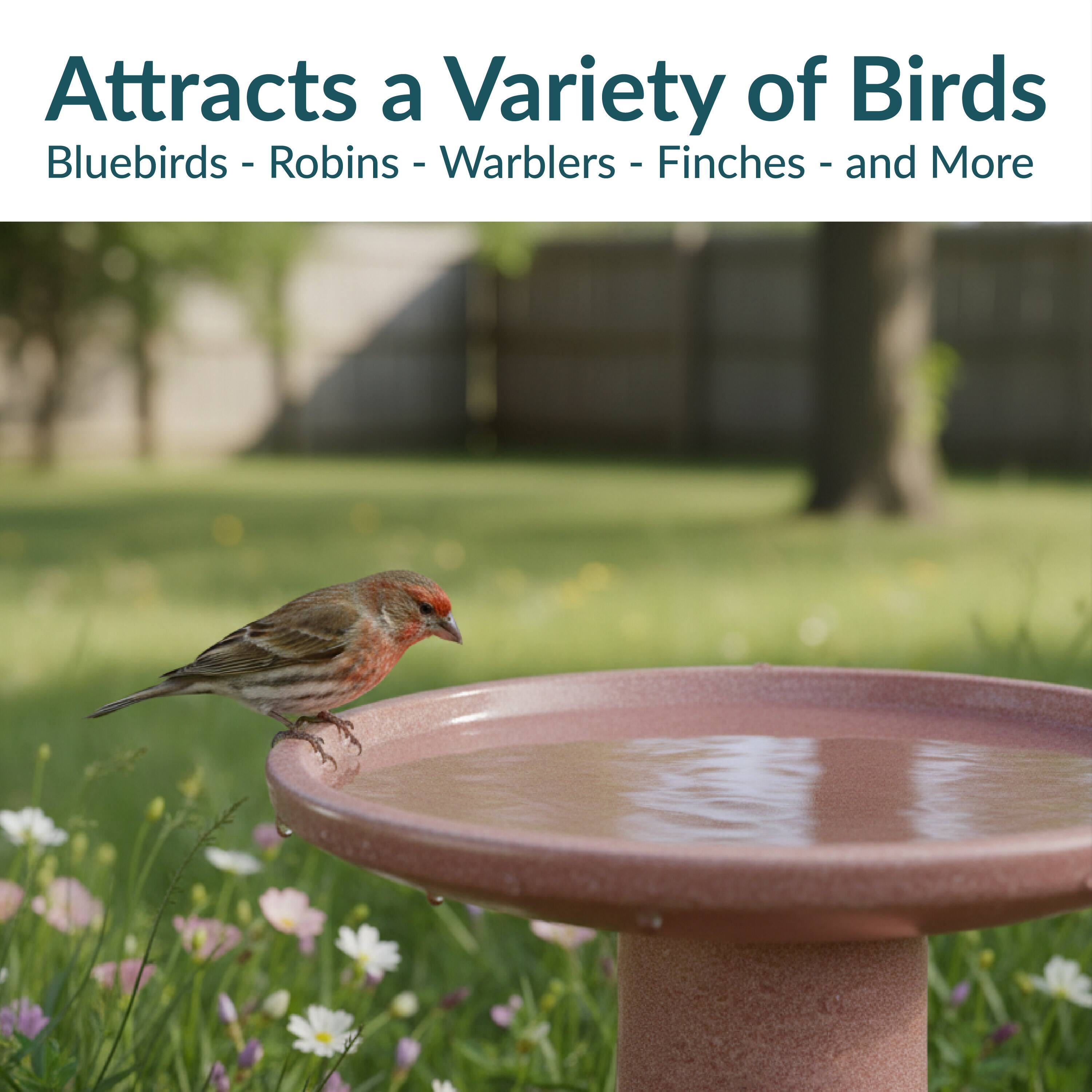 Attracts a Variety of Birds  
Bluebirds - Robins - Warblers - Finches - and More