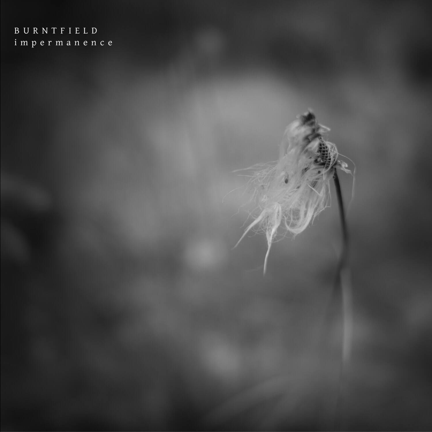 BURNFIELD  
impermanence