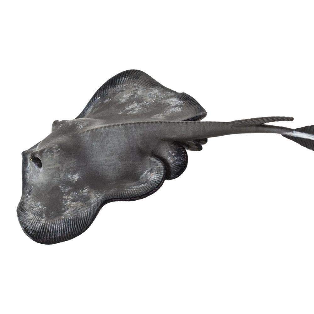 Back. Safari Ltd. - Sting Ray.