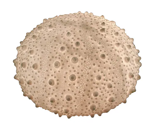 Front. Contrast Inc. - Large White Sea Urchin Coastal Table Lamp - 16 Inch Diameter - White.