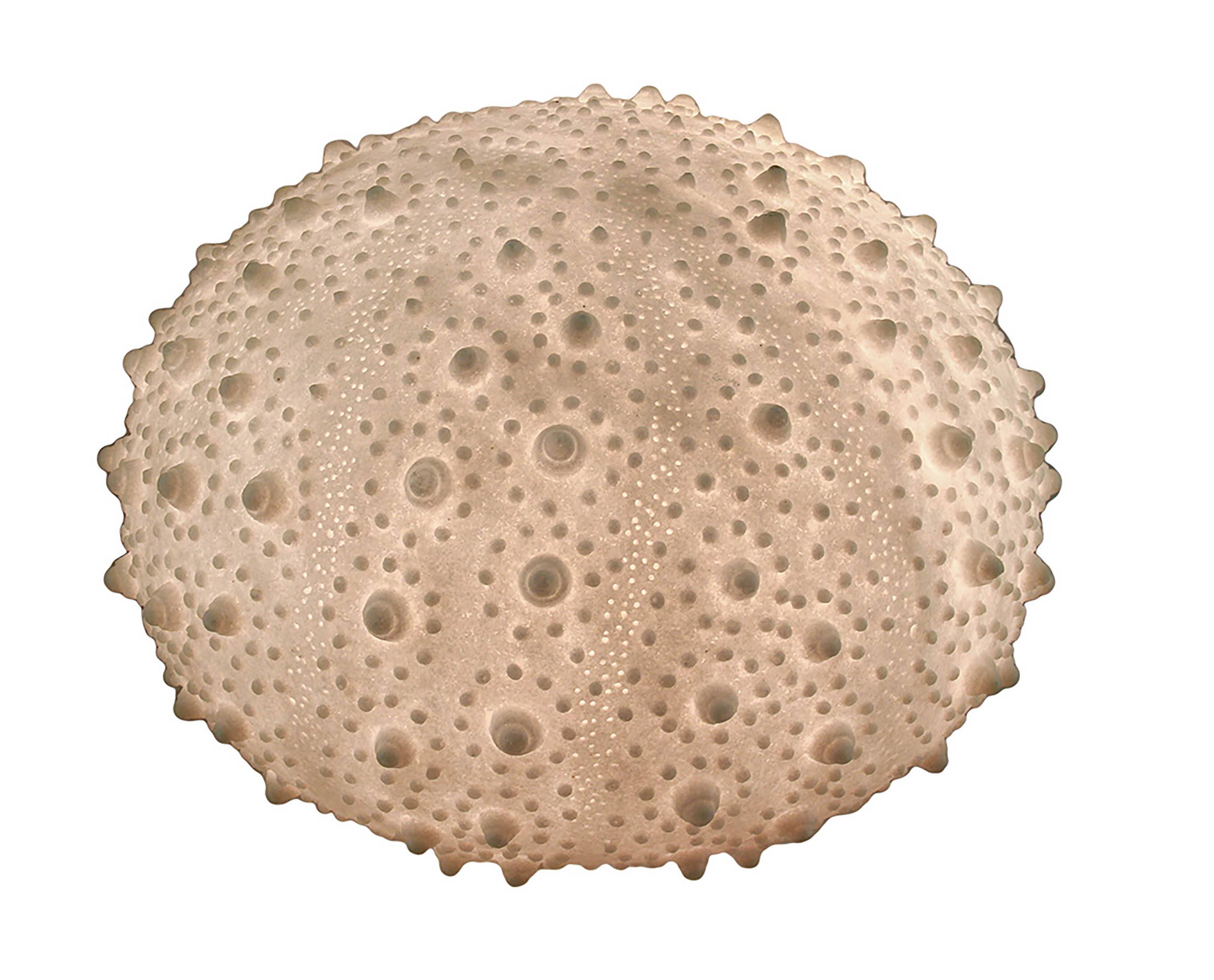 Front. Contrast Inc. - Large White Sea Urchin Coastal Table Lamp - 16 Inch Diameter - White.