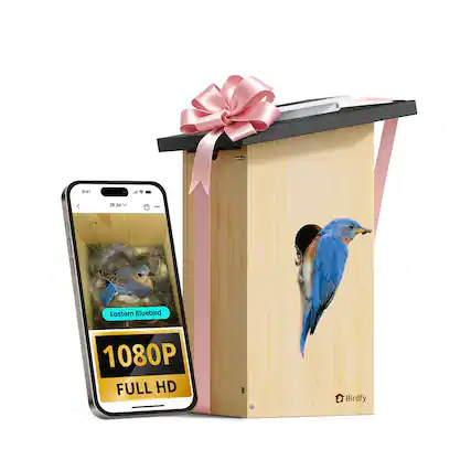 9:41
28 Jul
Eastern Bluebird
1080P FULL HD
Birdfy
