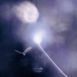 Sugar Plant - Headlights - VINYL LP