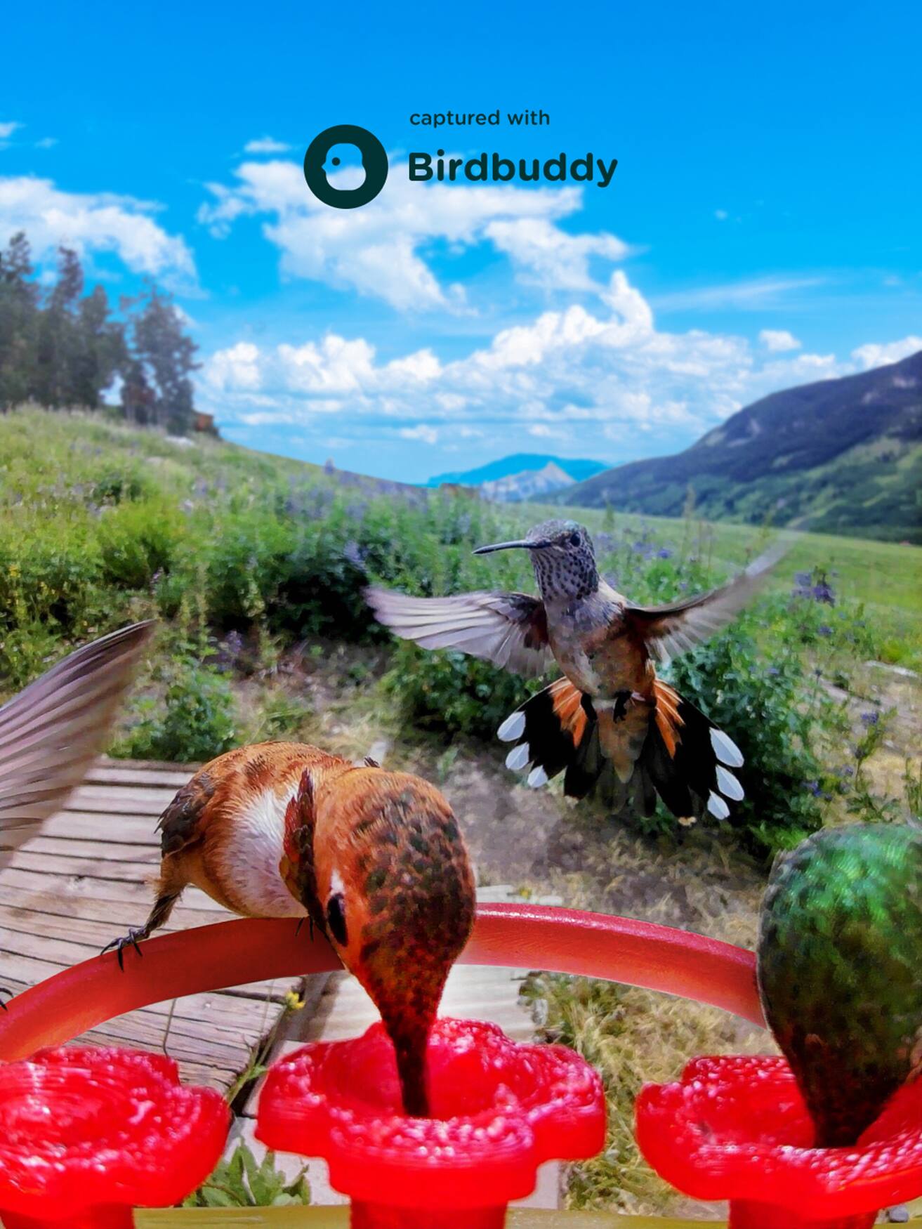 The image features a bird perched on a red feeder, with another bird flying nearby. The scene is set in a lush green field, and the birds are the main focus of the image. The text "captured with Birdbuddy" suggests that the photographer used a specialized camera or equipment to capture the birds in action. The image showcases the beauty and natural behavior of the birds, making it an interesting and captivating scene.