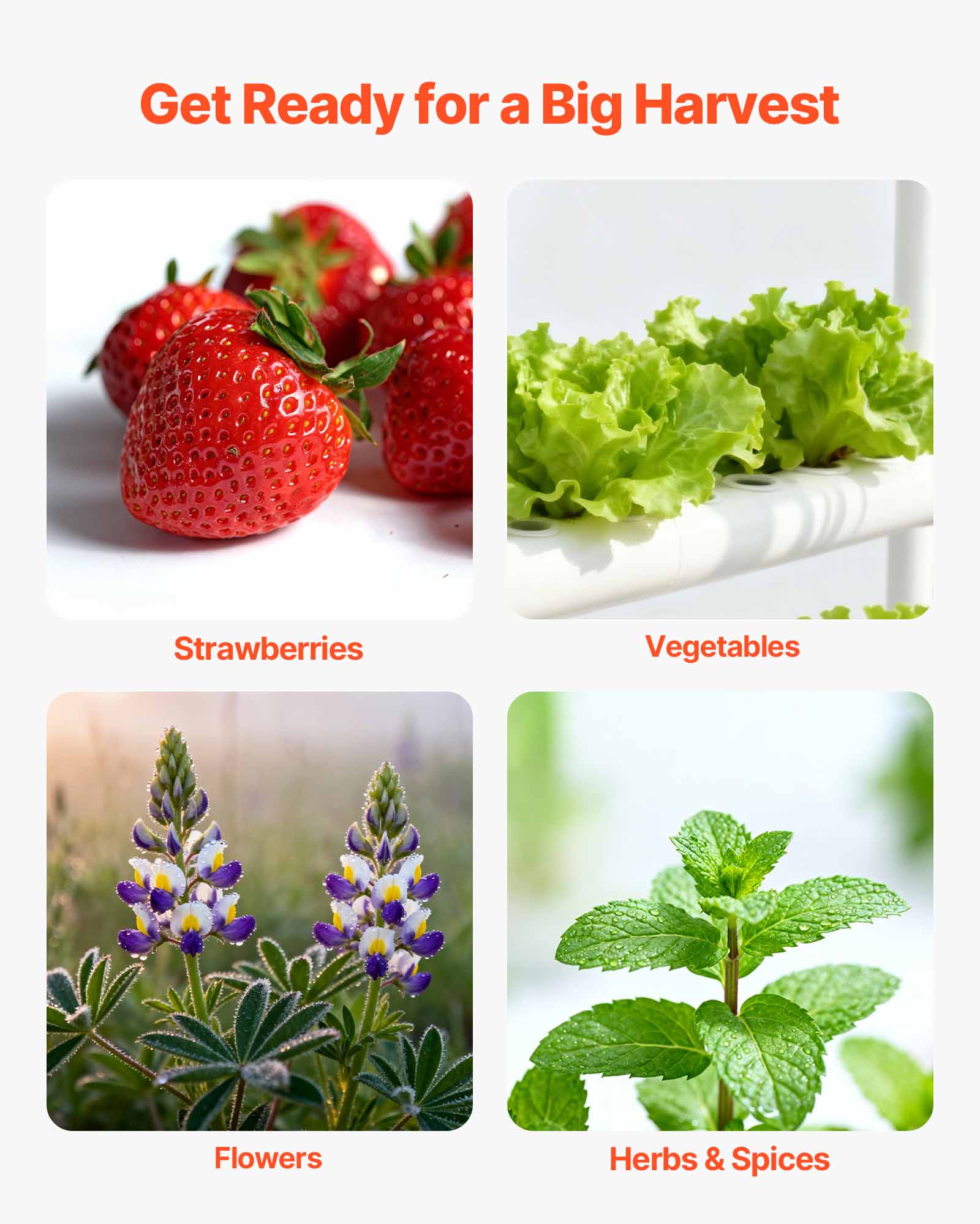 Get Ready for a Big Harvest

- Strawberries
- Vegetables
- Flowers
- Herbs & Spices