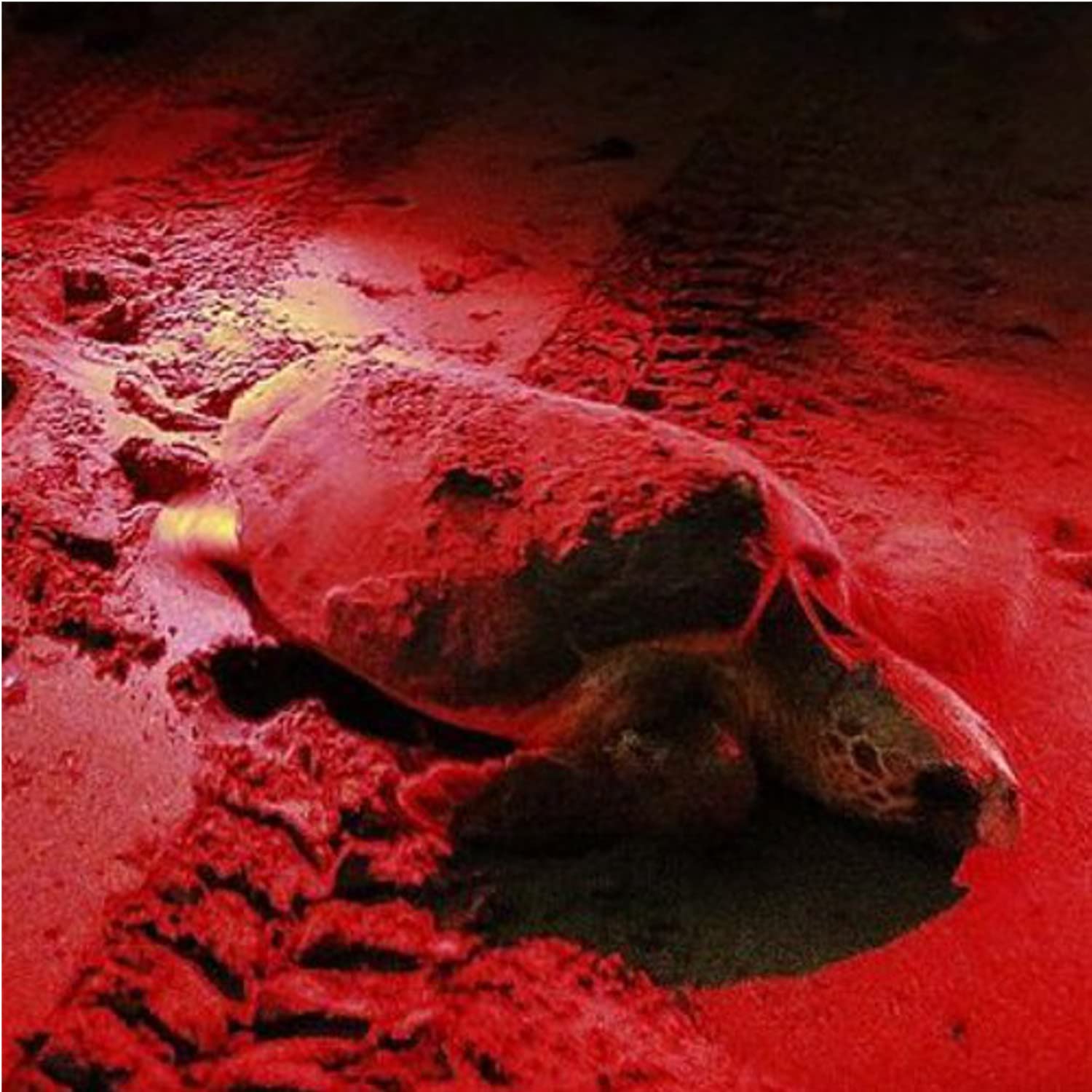 Angle. HQRP - Pocket Red Light Flashlight 9 LED Night Observation Torch, Weather Resistant, 3 AAA Battery.