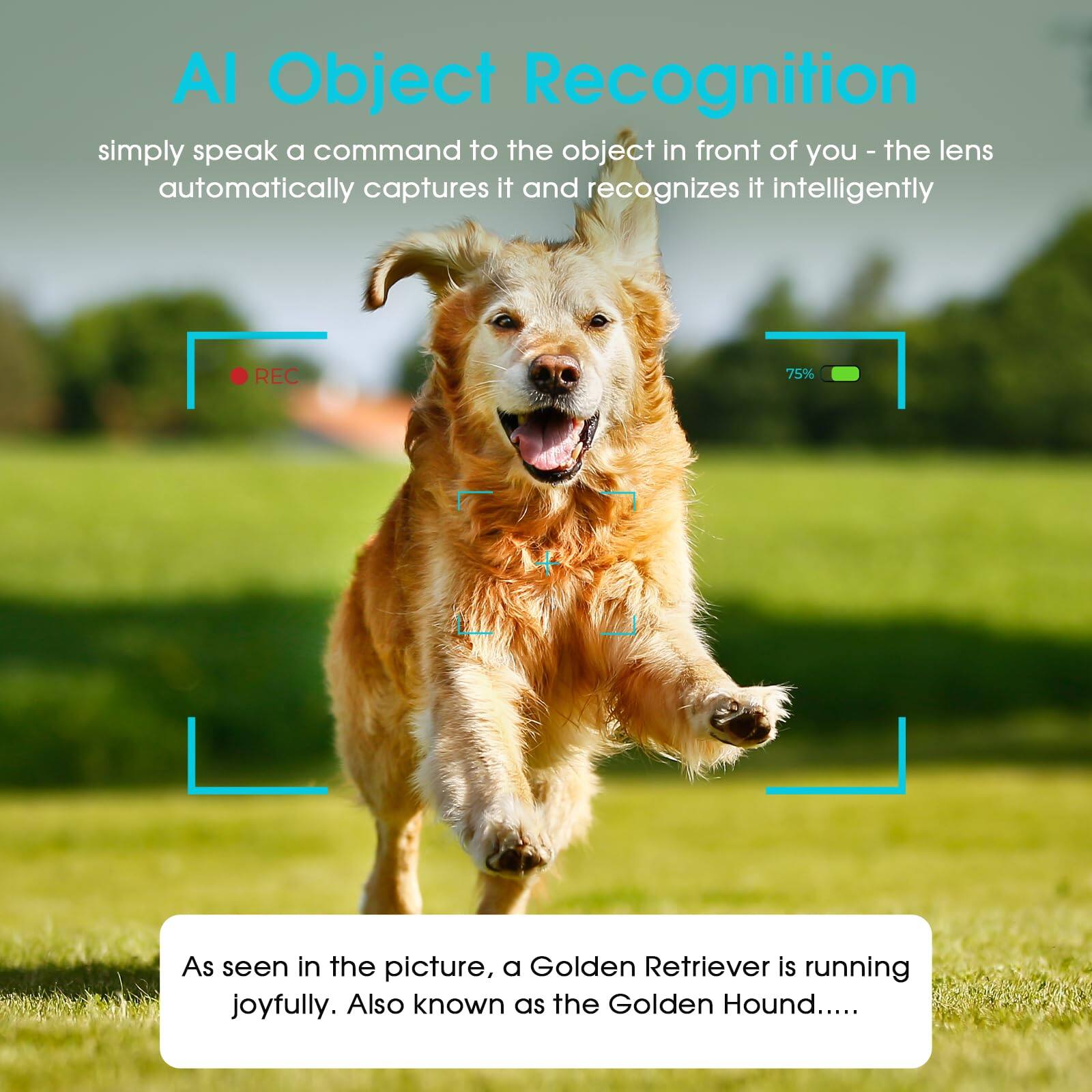 AI Object Recognition

simply speak a command to the object in front of you - the lens automatically captures it and recognizes it intelligently

As seen in the picture, a Golden Retriever is running joyfully. Also known as the Golden Hound.....
