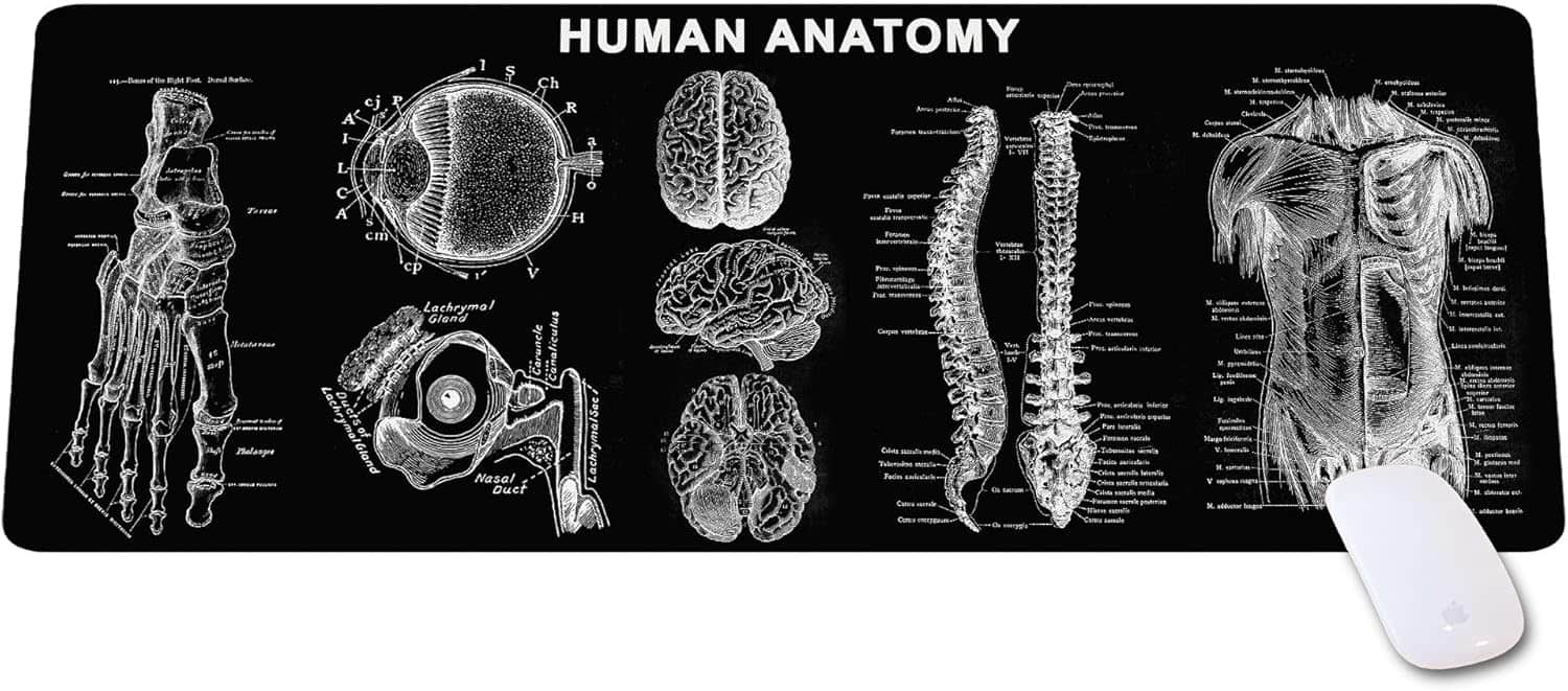 Designfullprint - Human Anatomy Mouse Pad – Large Study & Reference Desk Mat for Medical Students and Professionals - Multicolor