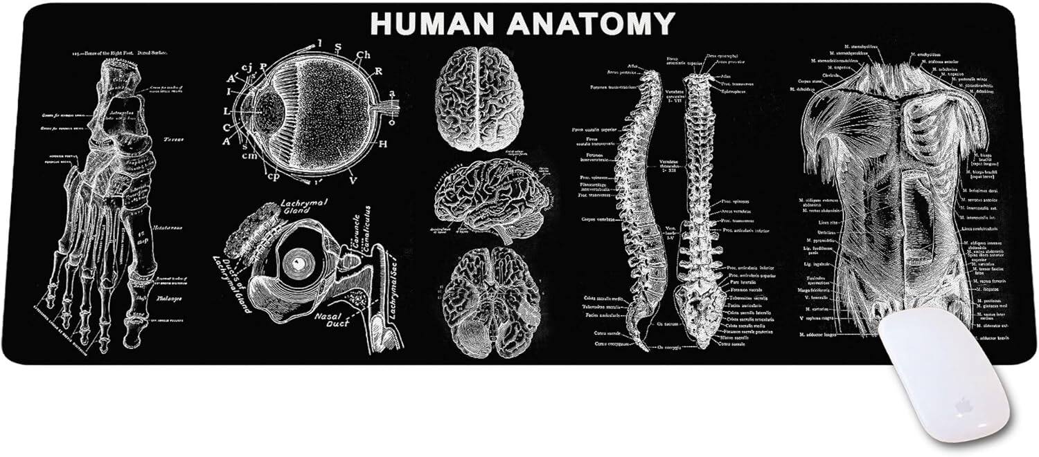 Designfullprint - Human Anatomy Mouse Pad – Large Study & Reference Desk Mat for Medical Students and Professionals - Multicolor