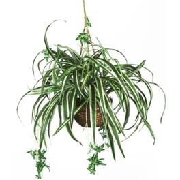 BreeBe - 27 inch Spider Hanging Basket - Green