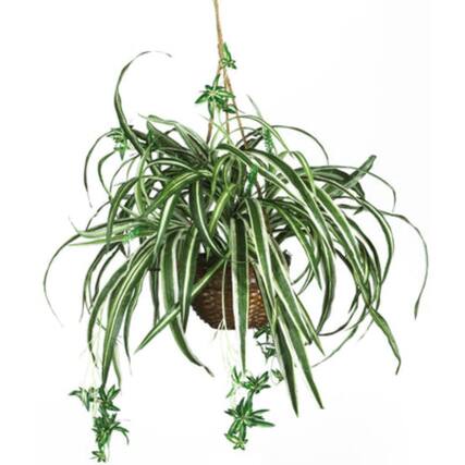 Front. BreeBe - 27 inch Spider Hanging Basket - Green.