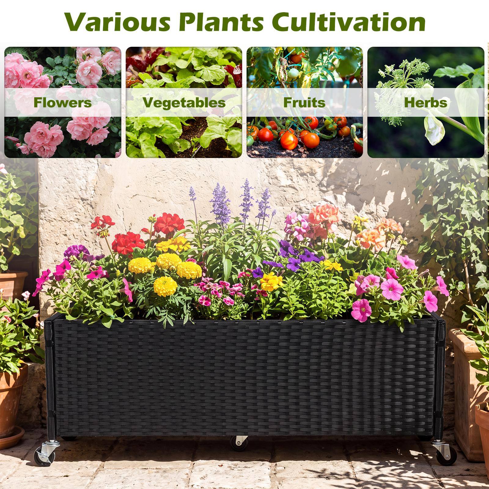 Various Plants Cultivation

Flowers
Vegetables
Fruits
Herbs