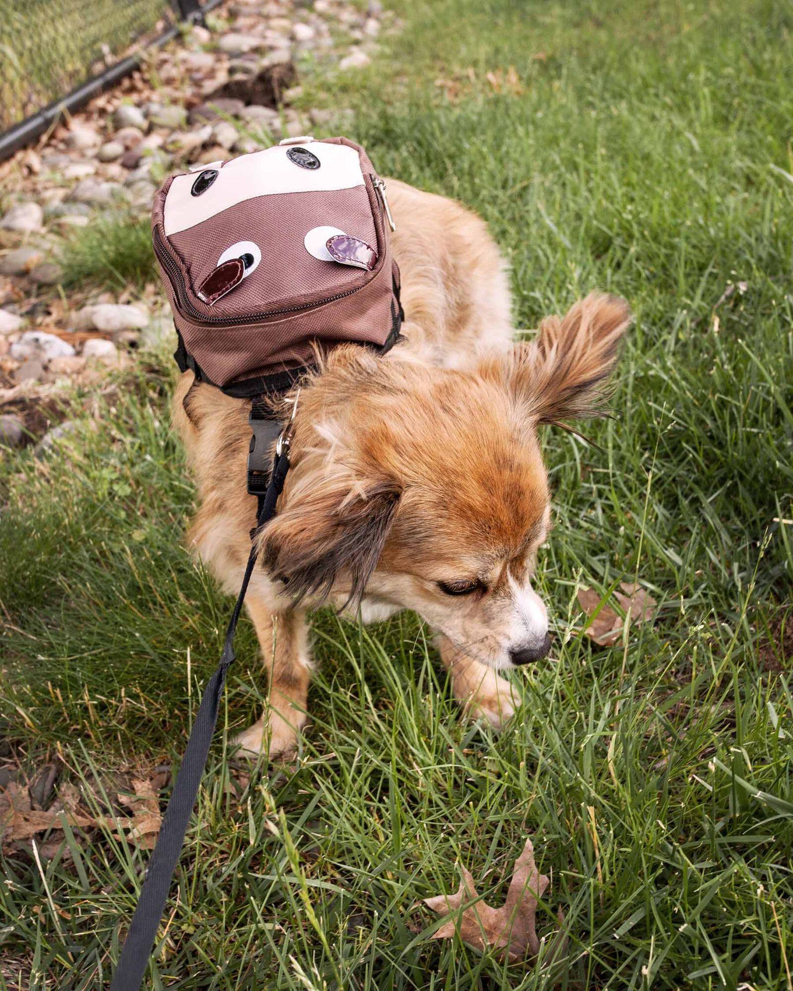 Alt View 4. KyyWee - kyywee'Mooltese' Large-Pocketed Compartmental Animated Dog Harness Backpack - brown.