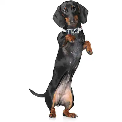 Front. MOSZAR LLC - 3-Pc Dog & Cat Collar & Leash Set – Adjustable XS with Bell and Bow Tie - Camo 3.