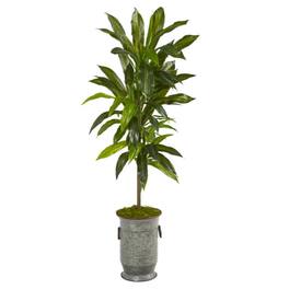 BreeBe - 4' Dracaena Plant in Vintage Metal Planter (Real Touch) - Green
