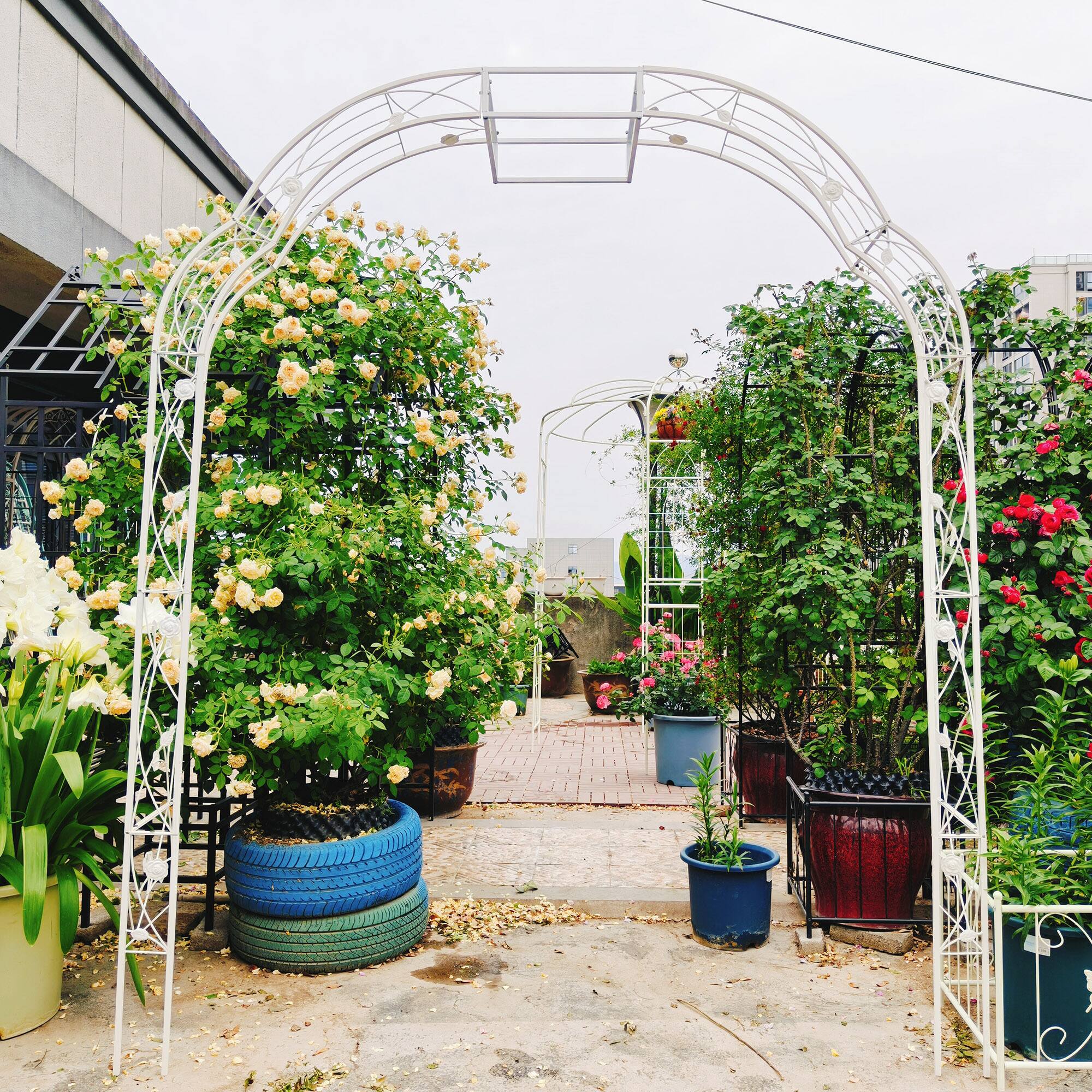 Angle. Loheer - Metal Garden Arch Trellis 6.2 ft W x 8.2 ft H for Climbing Plants Outdoor Rose Arbor - Cream White.