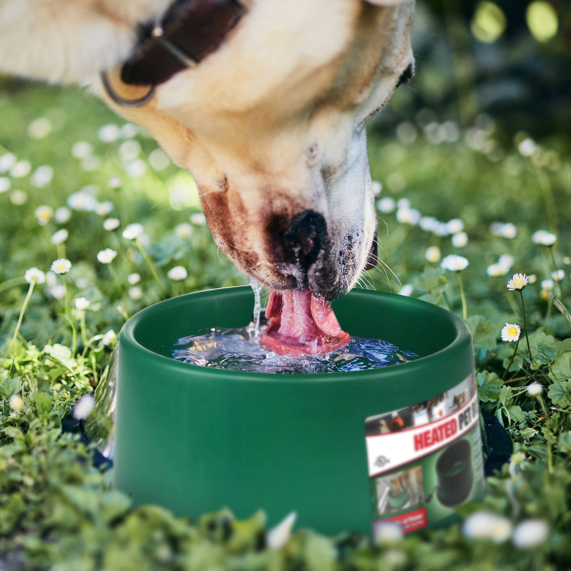 HEATED PET