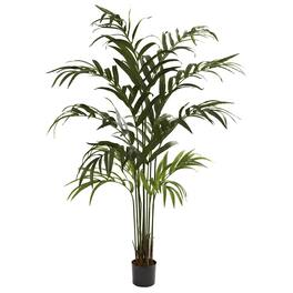 BreeBe - 6' Kentia Palm Tree x 12 w/180 Lvs - Green