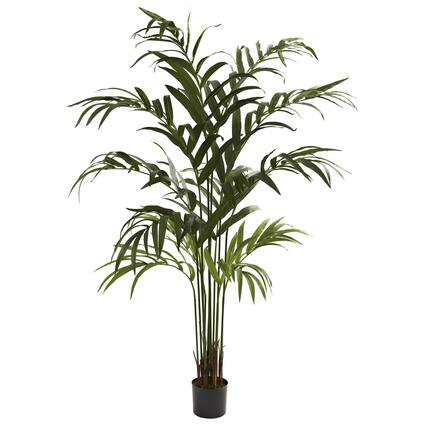 Front. BreeBe - 6' Kentia Palm Tree x 12 w/180 Lvs - Green.