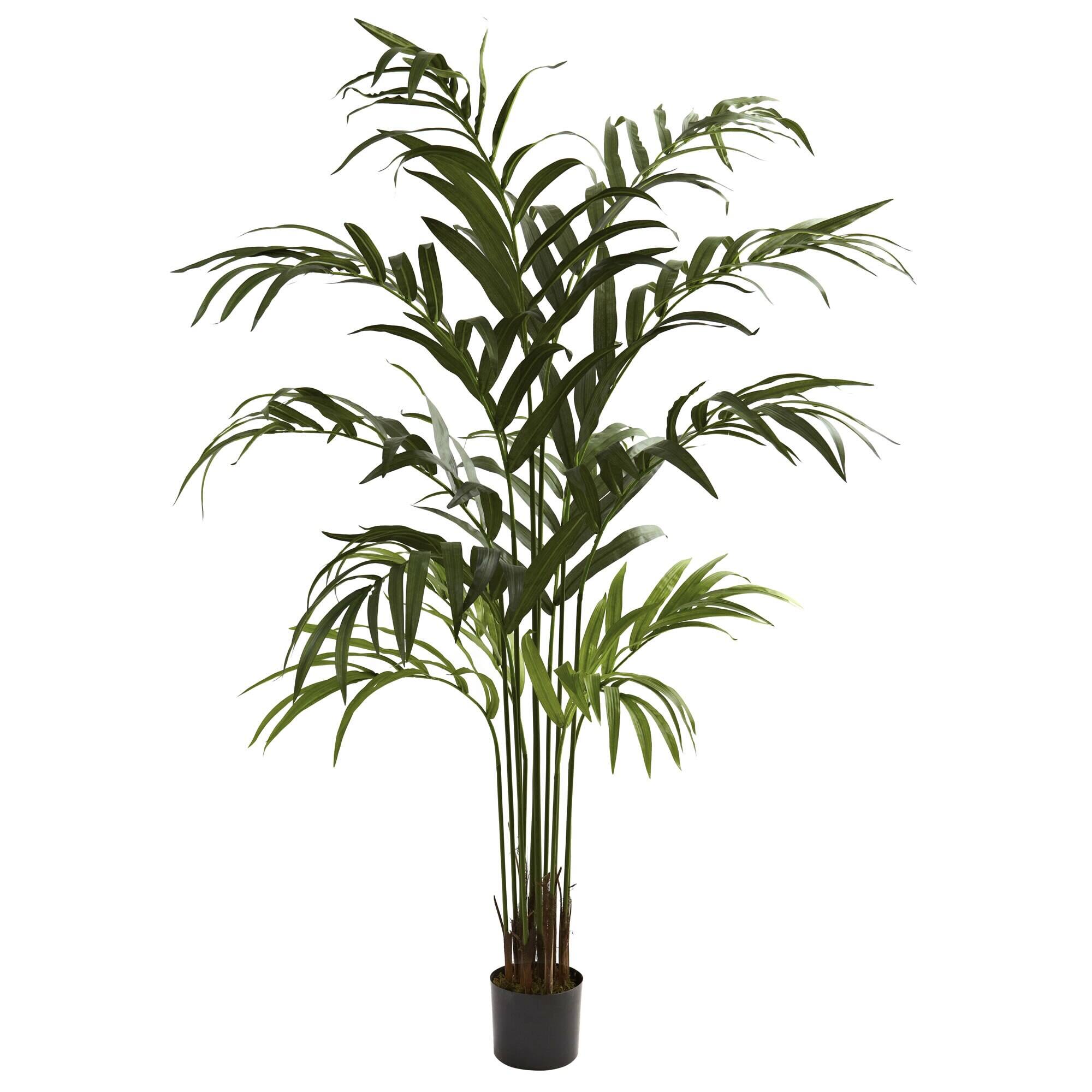 Front. BreeBe - 6' Kentia Palm Tree x 12 w/180 Lvs - Green.