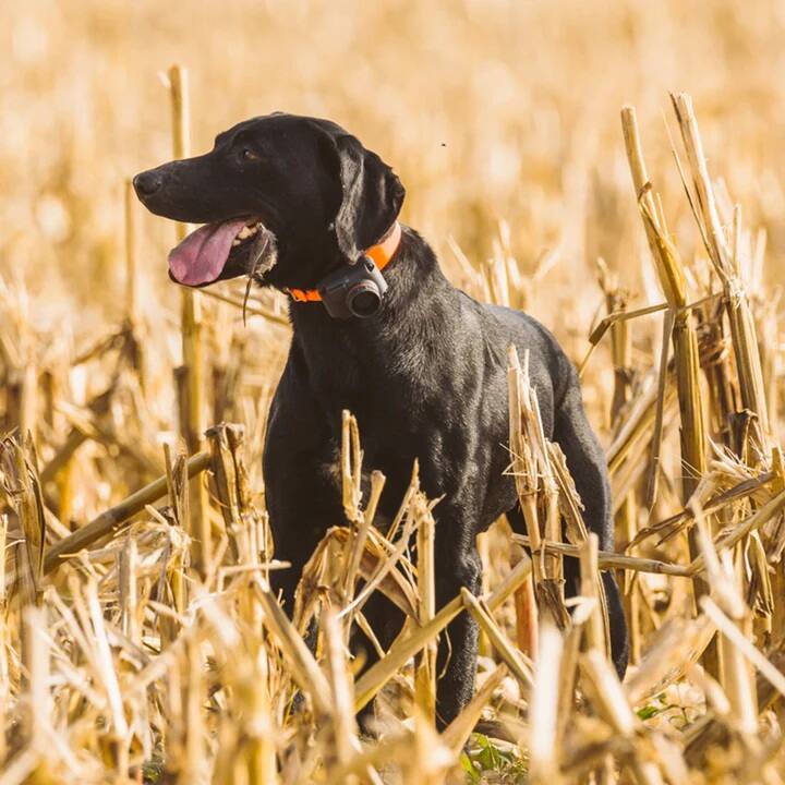 Alt View 2. Dogtra - Dogtra STB Beeper Dog Collar with Piezoelectric Sensor | Audible Up to 400 Meters | Great for Dogs 25 LBS or Larger - Black.