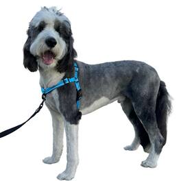 Paradigms Interiors - Dream Walk Pro Dog Harness- No-pull Comfortable Easy To Use Pet Halter Help Stop Pulling For And Dogs icy - Oceanic Blue-Medium