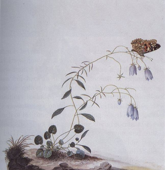 Front. I: The Suicide Tree / II: A Rose From the Dead [LP].