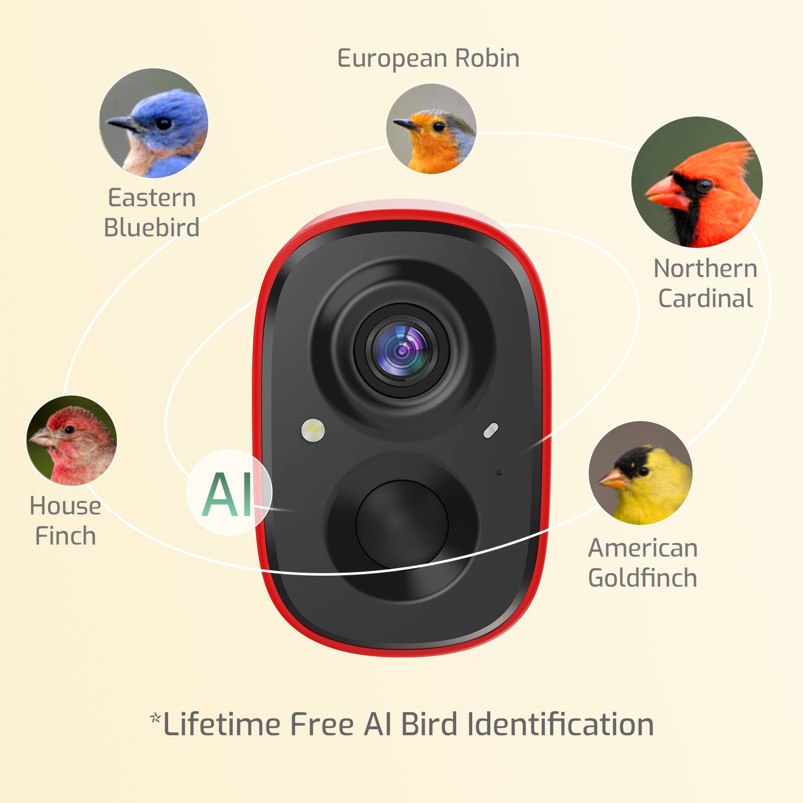 European Robin  
Eastern Bluebird  
Northern Cardinal  
House Finch  
American Goldfinch  

*Lifetime Free AI Bird Identification