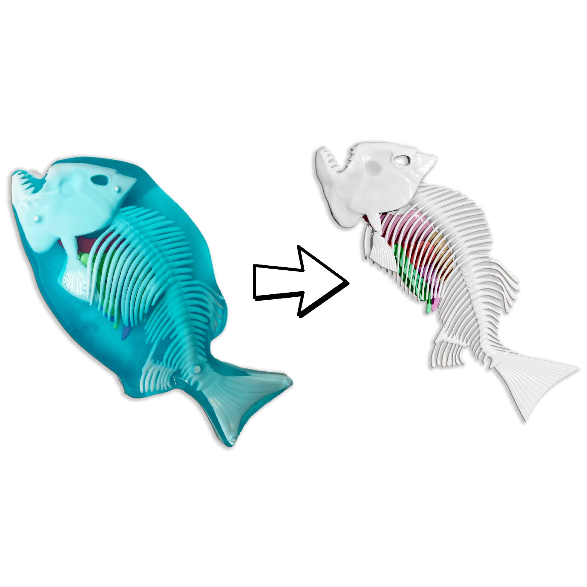 Back. Top Secret Toys - Dissect-It: Piranha Lab.