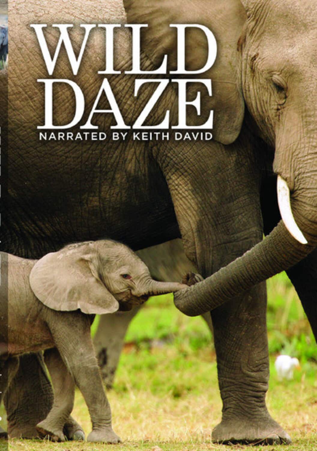 Wild Daze   - DVD price history on PriceWatchPro