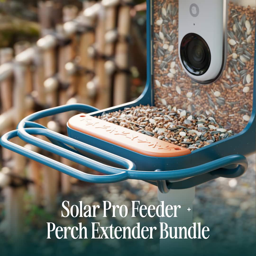 Solar Pro Feeder + Perch Extender Bundle