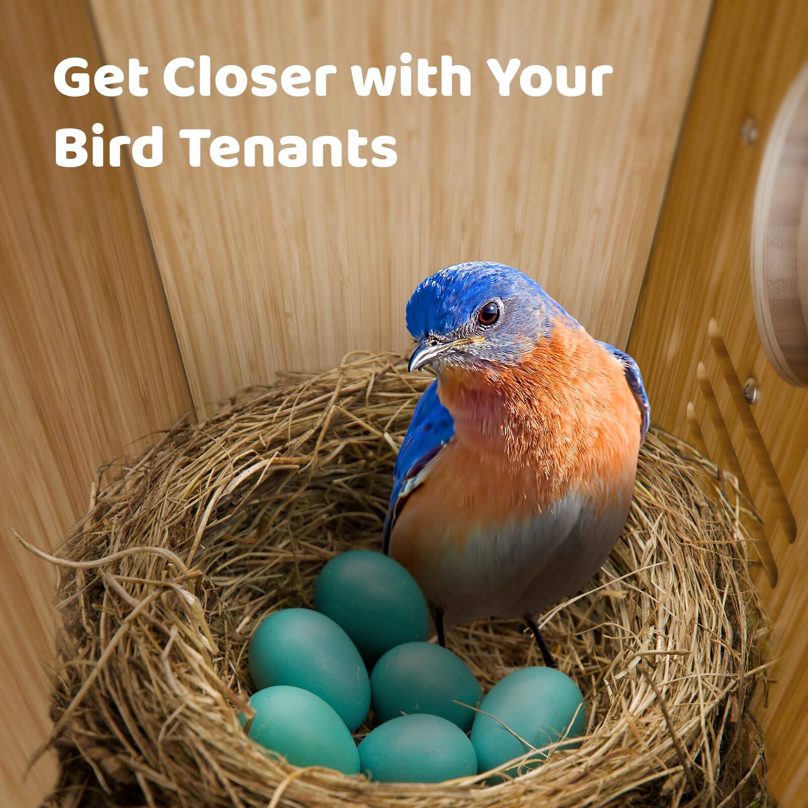 Get Closer with Your Bird Tenants