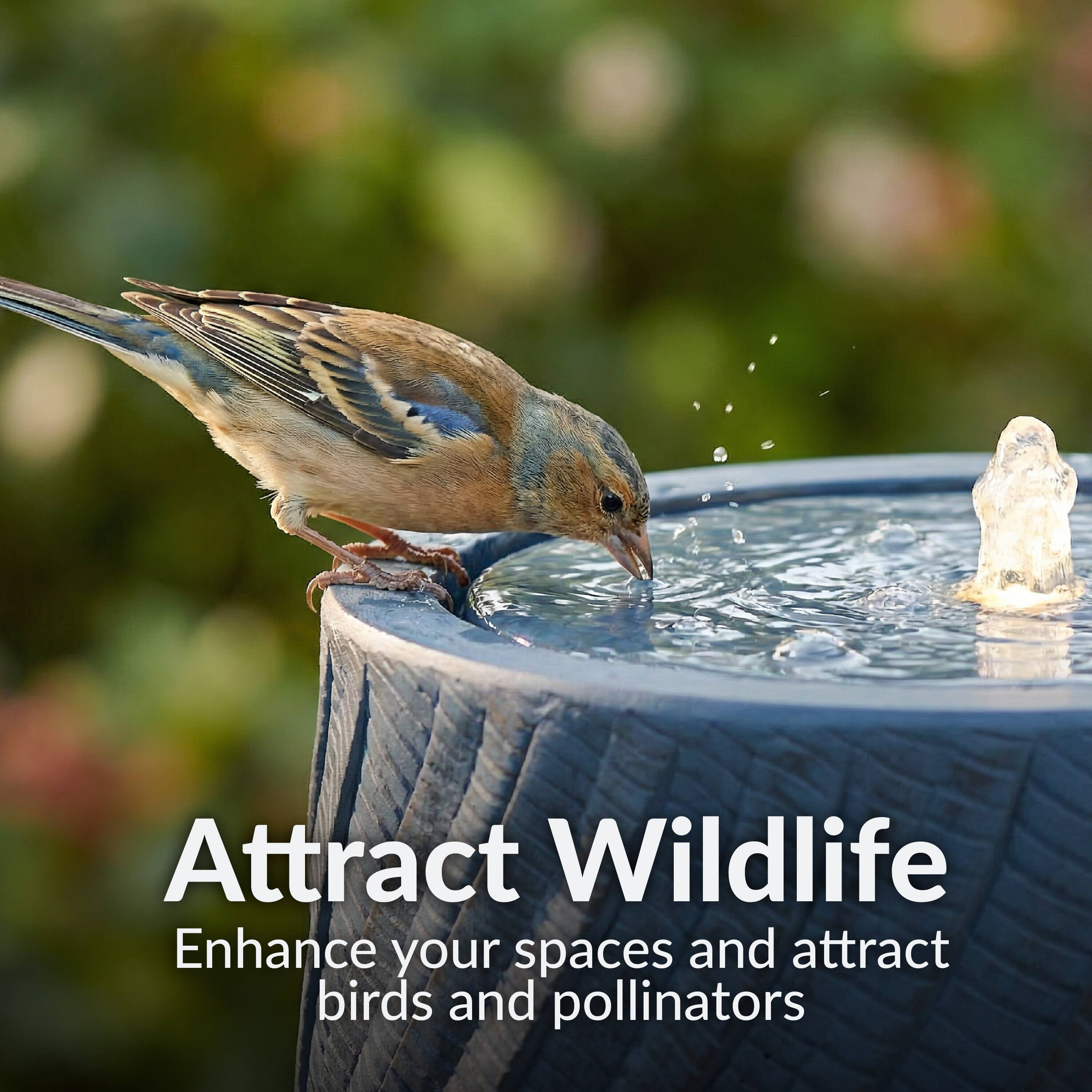Attract Wildlife  
Enhance your spaces and attract birds and pollinators
