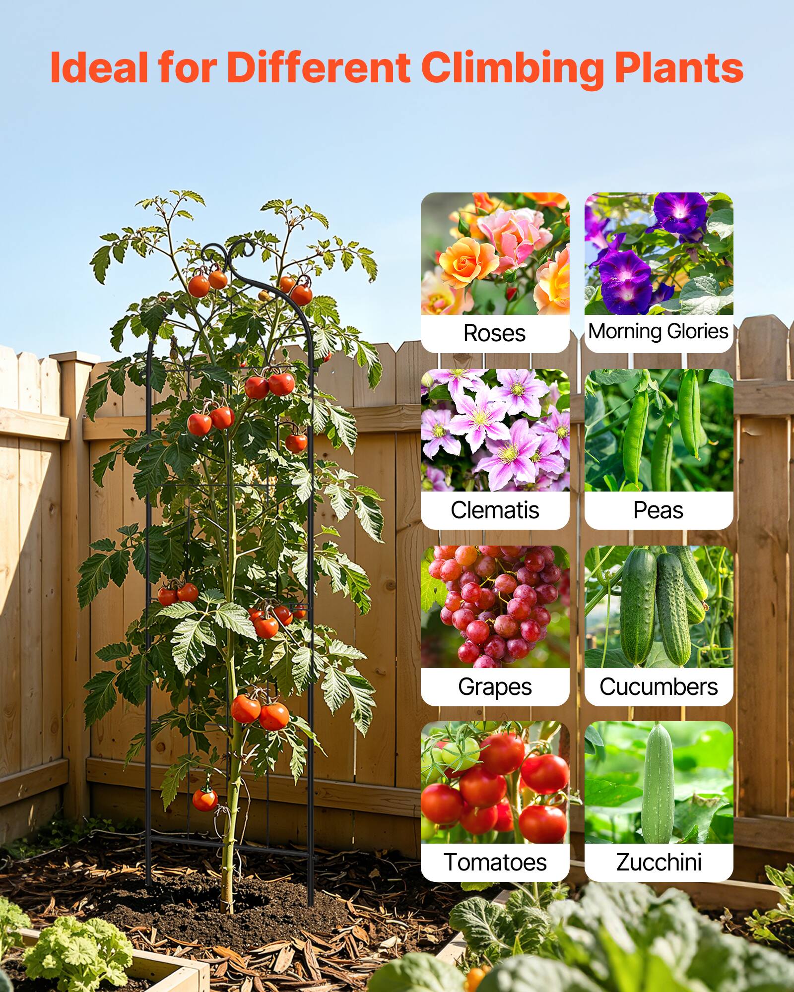 Ideal for Different Climbing Plants

- Roses
- Morning Glories
- Clematis
- Peas
- Grapes
- Cucumbers
- Tomatoes
- Zucchini