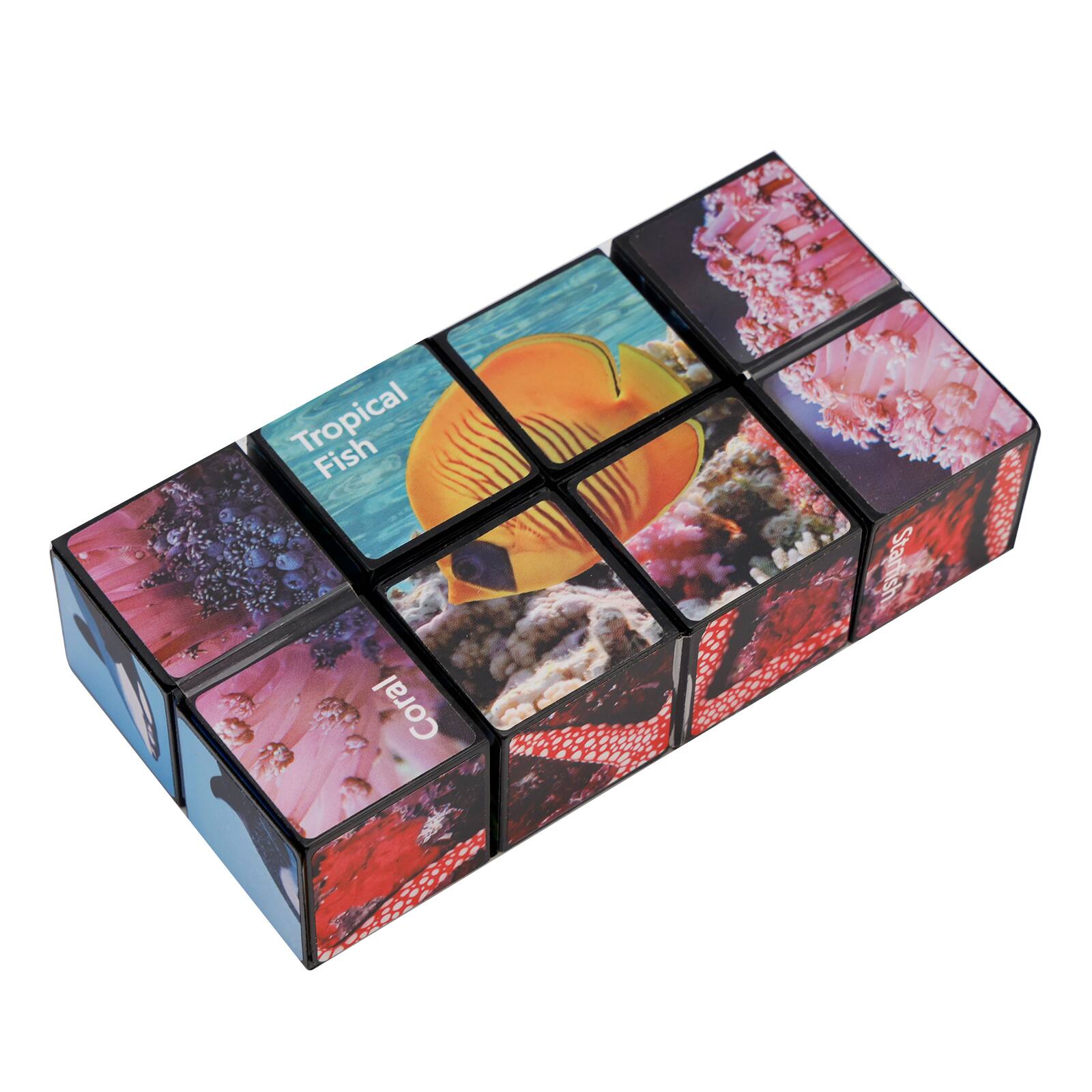 Tropical Fish Coral Starfish