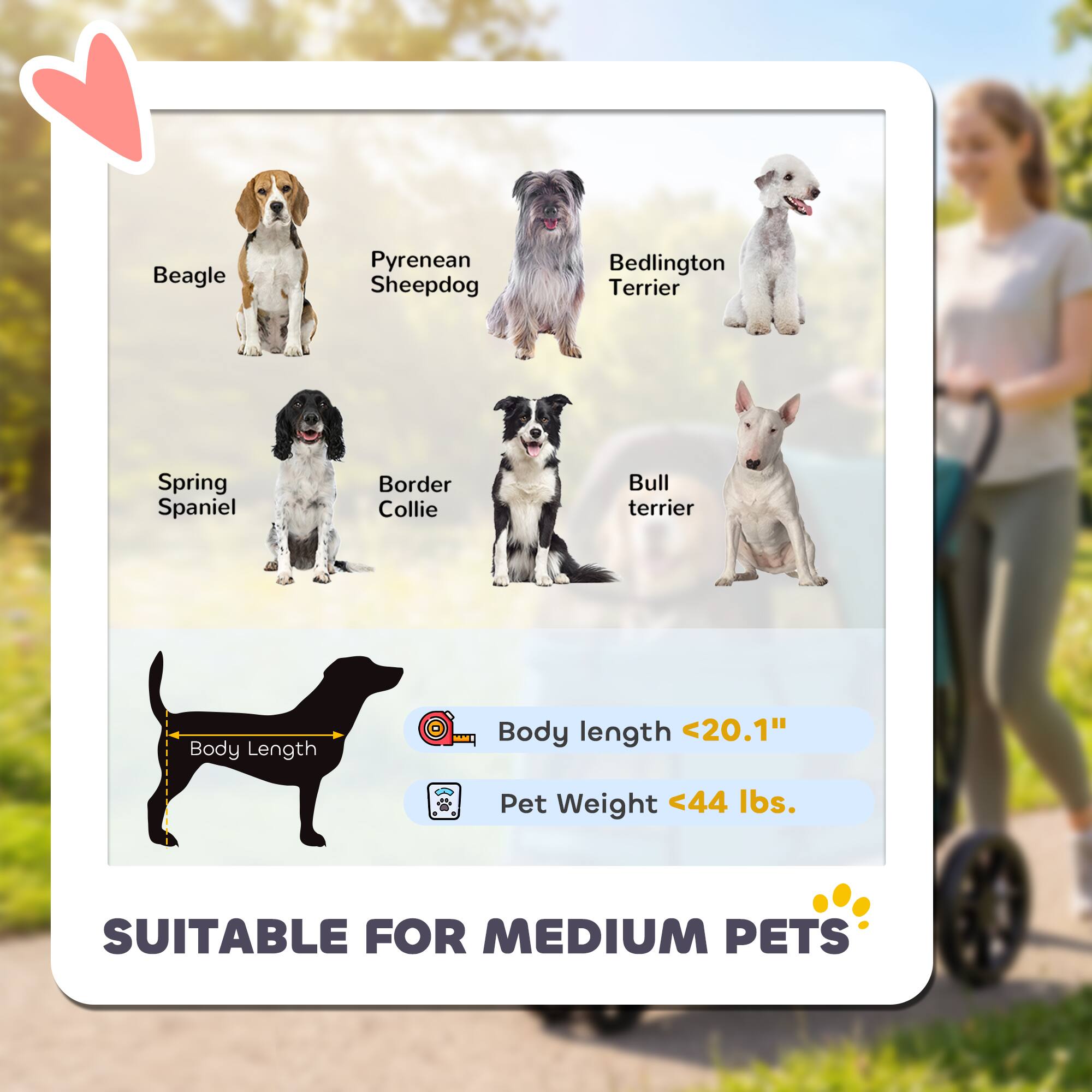 Beagle, Pyrenean Sheepdog, Bedlington Terrier, Spring Spaniel, Border Collie, Bull Terrier

Body Length: <20.1"
Pet Weight: <44 lbs.

SUITABLE FOR MEDIUM PETS