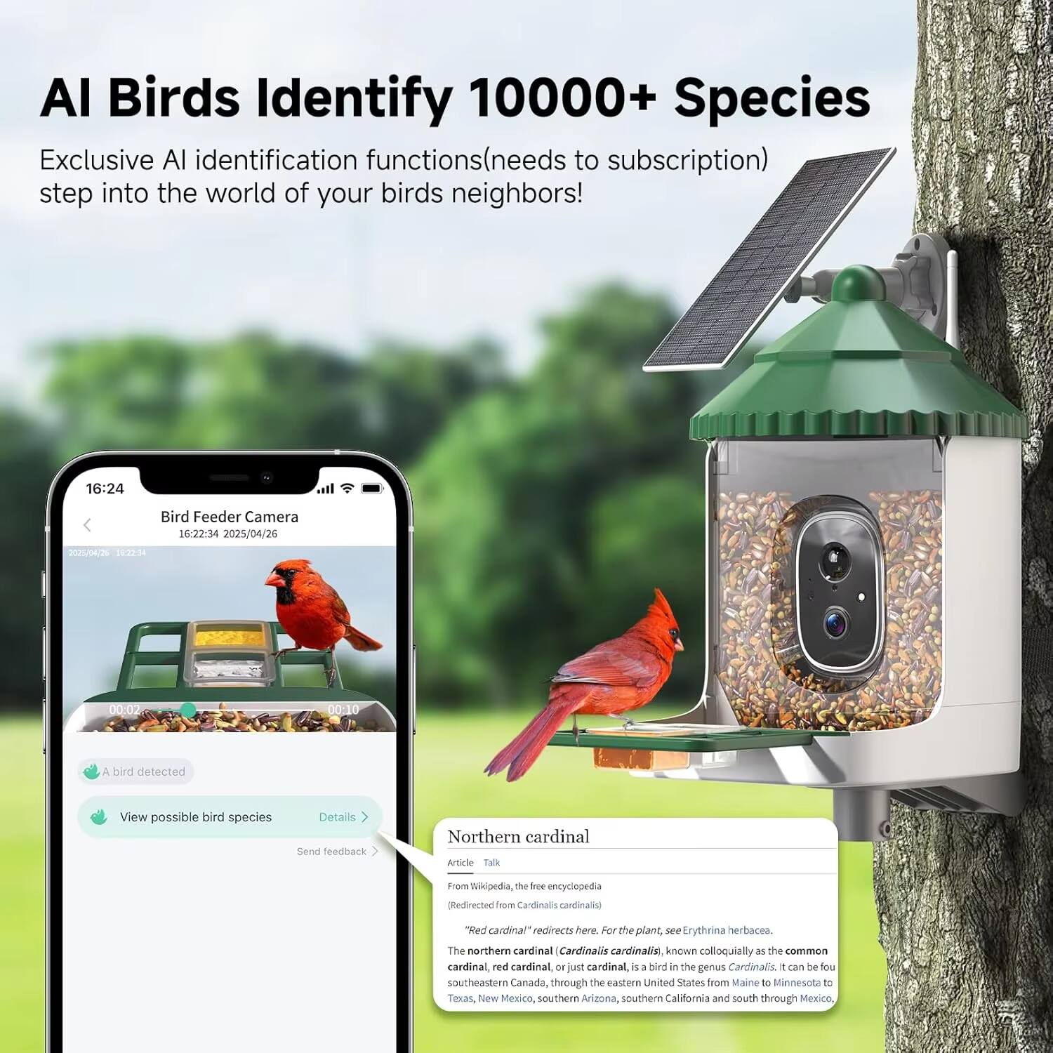 AI Birds Identify 10,000+ Species  
Exclusive AI identification functions (needs to subscription)  
step into the world of your birds neighbors!

16:24 Bird Feeder Camera  
16:22:34 2025/04/26 02/04/20 12M 00:02 00:10  
A bird detected  
View possible bird species  
Details  
Send feedback  

Northern cardinal  
From Wikipedia, the free encyclopedia  
(Redirected from Cardinalis cardinalis)  
"Red cardinal" redirects here. For the plant, see Erythrina herbacea.  
The northern cardinal (Cardinalis cardinalis), known colloquially as the common cardinal, red cardinal or just cardinal, is a bird in the genus Cardinalis. It can be found in southeastern Canada, through the eastern United States from Maine to Minnesota to Texas, New Mexico, southern Arizona, southern California and south through Mexico.