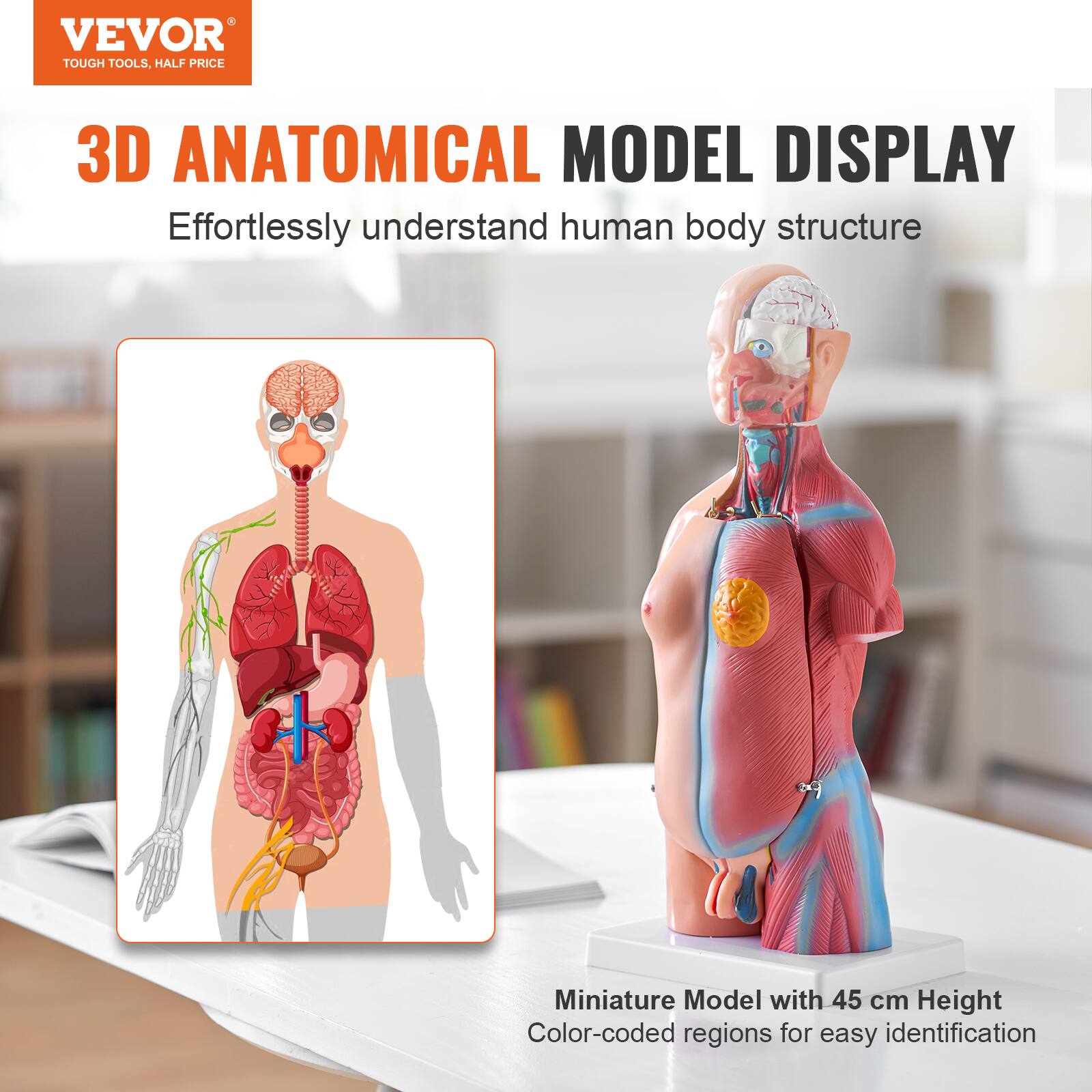 VEVOR  
TOUGH TOOLS, HALF PRICE  

3D ANATOMICAL MODEL DISPLAY  
Effortlessly understand human body structure  

Miniature Model with 45 cm Height  
Color-coded regions for easy identification