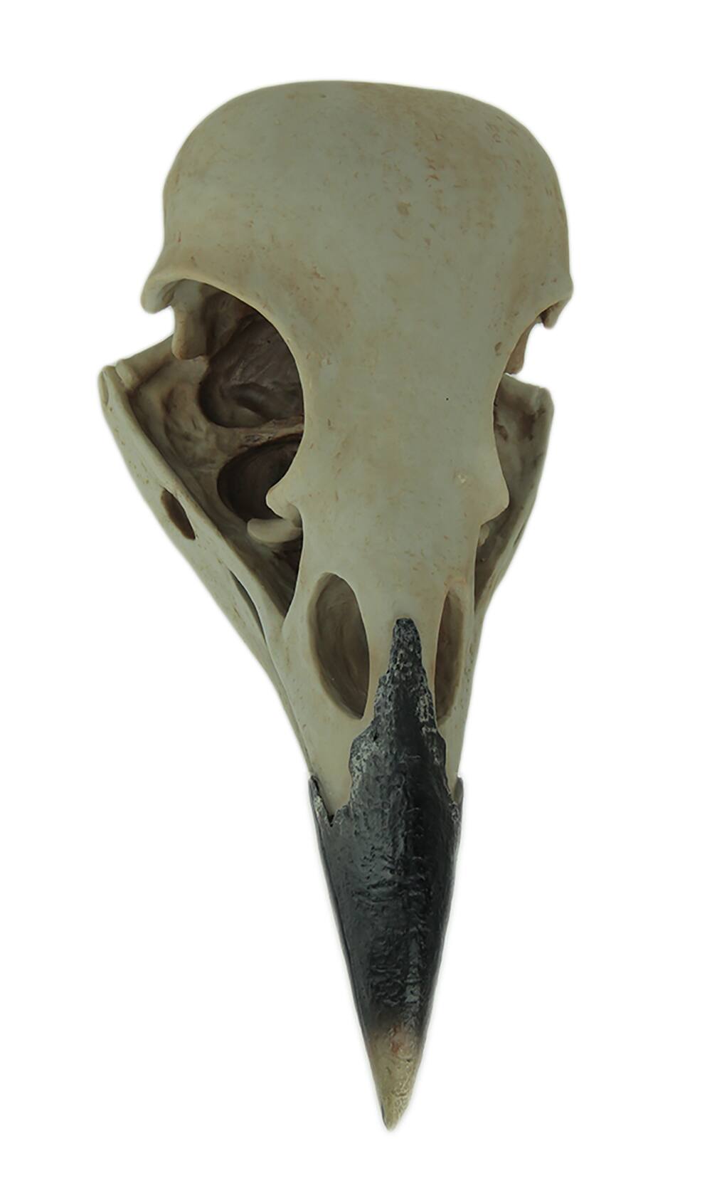 Front. World of Wonders - Corvus Bird of Prophecy Gothic Raven Skull Hanging Statue - Beige.