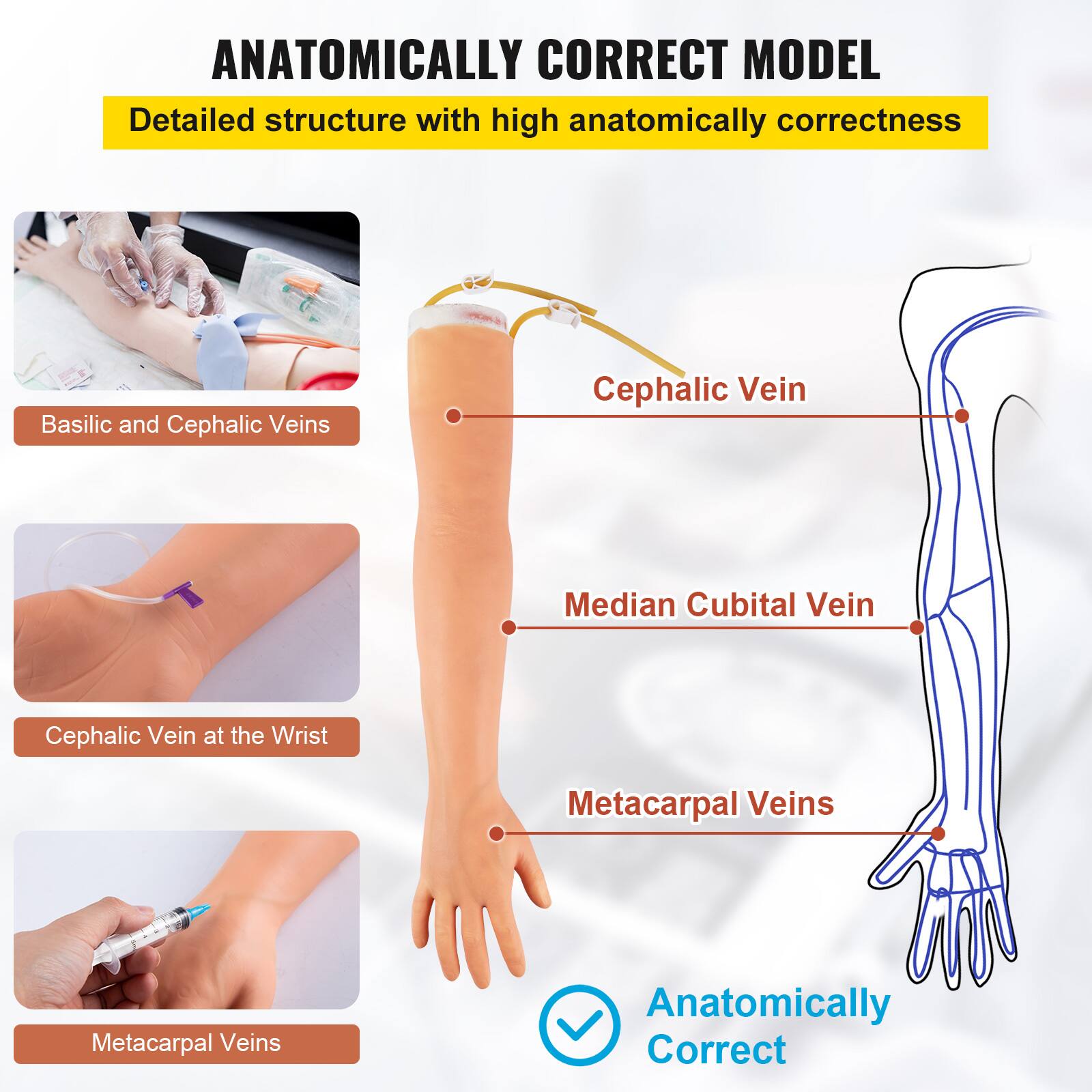 ANATOMICALLY CORRECT MODEL

Detailed structure with high anatomically correctness

- Basilic and Cephalic Veins
- Cephalic Vein
- Median Cubital Vein
- Cephalic Vein at the Wrist
- Metacarpal Veins

Anatomically Correct