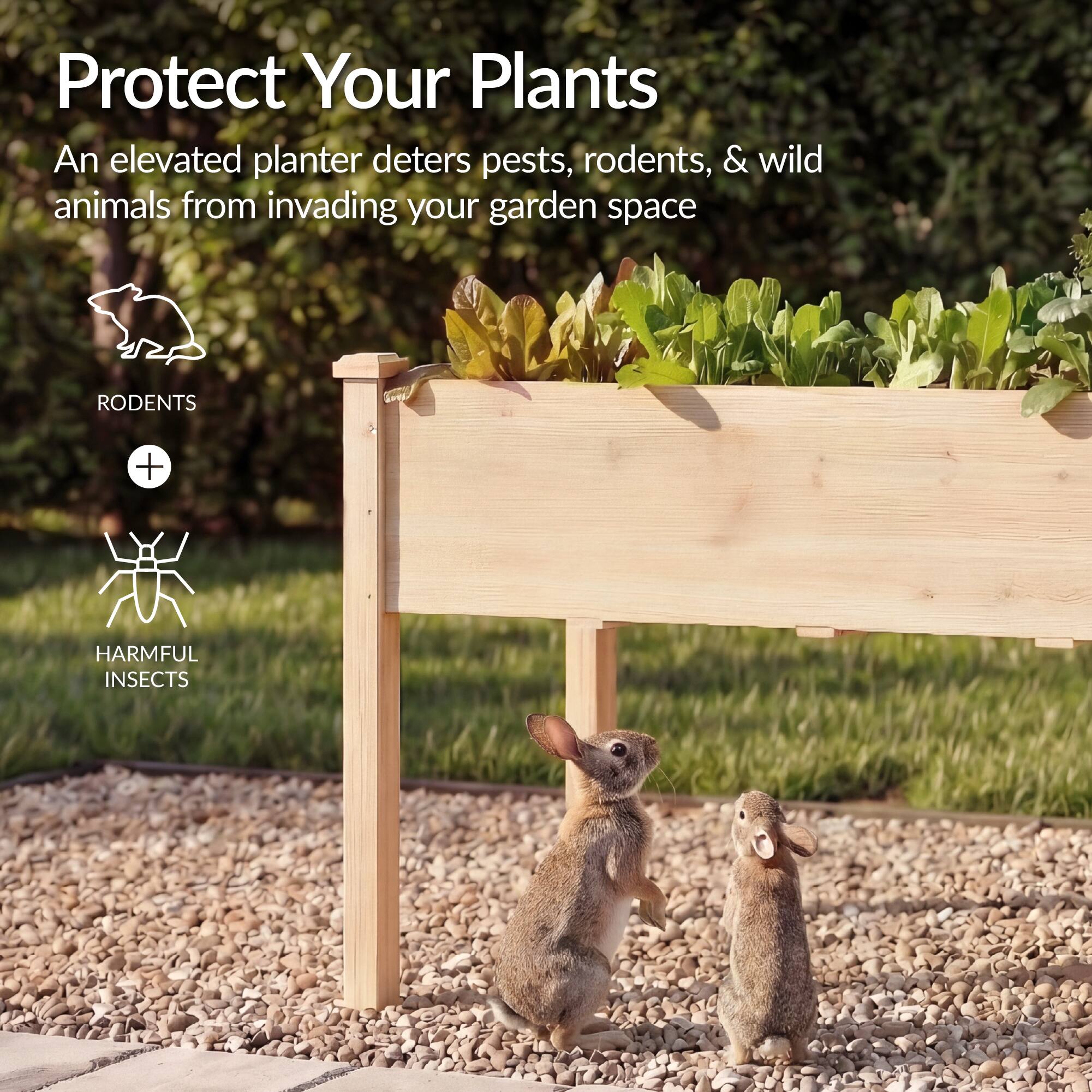 Protect Your Plants

An elevated planter deters pests, rodents, & wild animals from invading your garden space

RODENTS + HARMFUL INSECTS