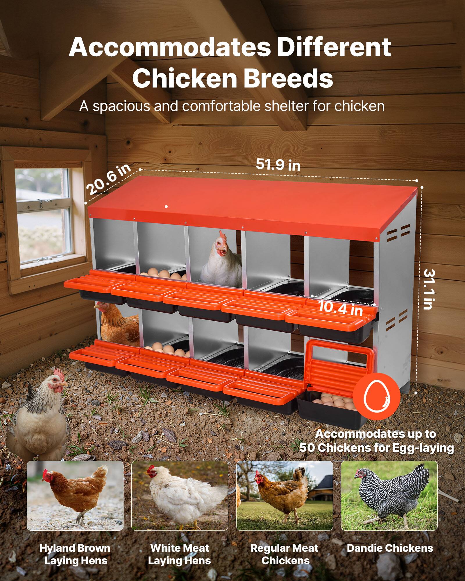 Accommodates Different Chicken Breeds

A spacious and comfortable shelter for chicken

20.6 in x 51.9 in x 10.4 in = 31.1 in

Accommodates up to 50 Chickens for Egg-laying

Hyland Brown Laying Hens

White Meat Laying Hens

Regular Meat Chickens

Dandie Chickens