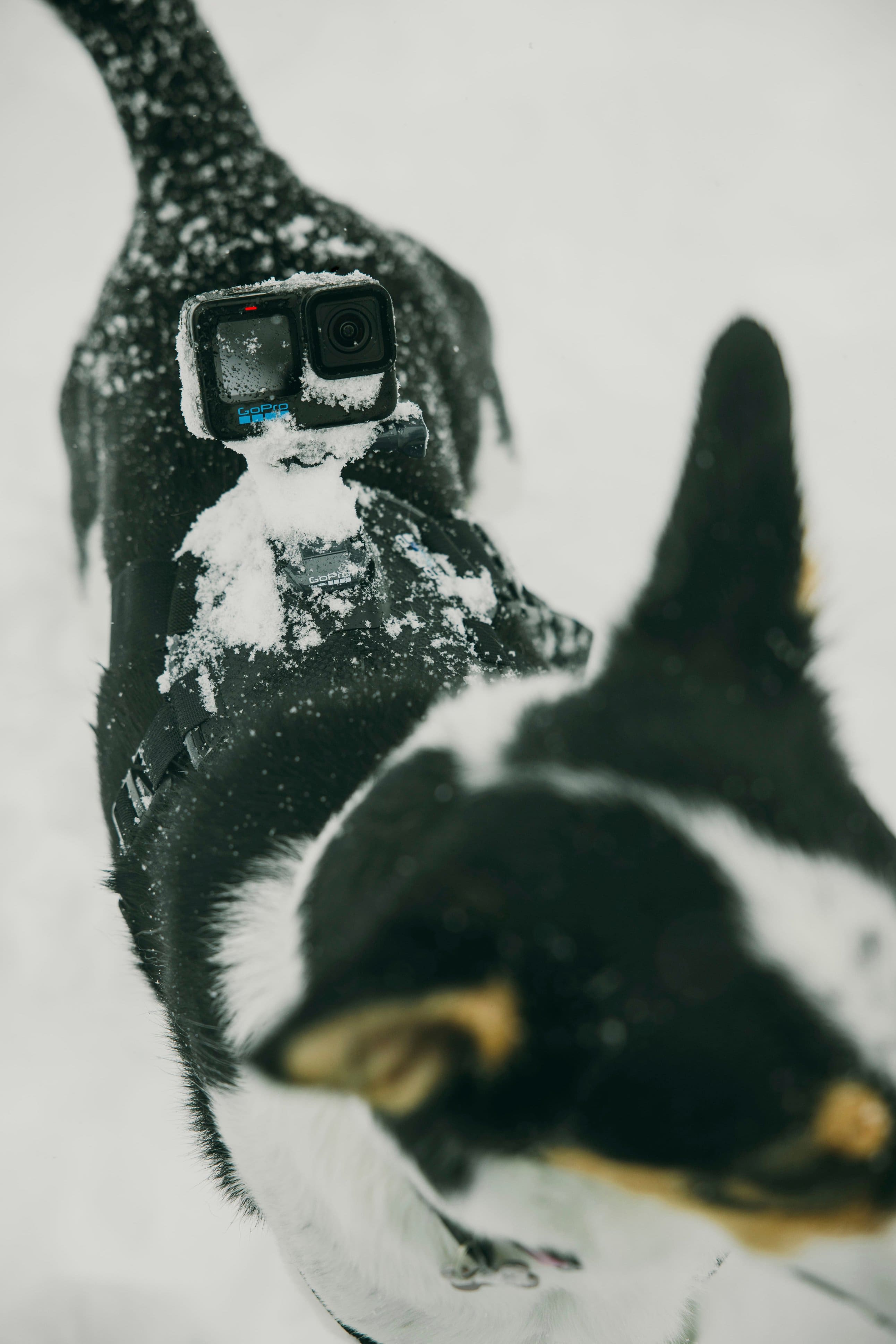 The text on the image reads "Spro Gor/D."