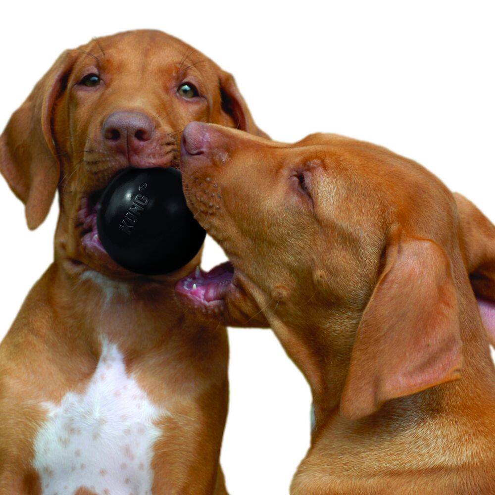 Left. KONG - Kong Extreme Ball Dog Toy in Medium/Large: 30-65 lbs - Black.