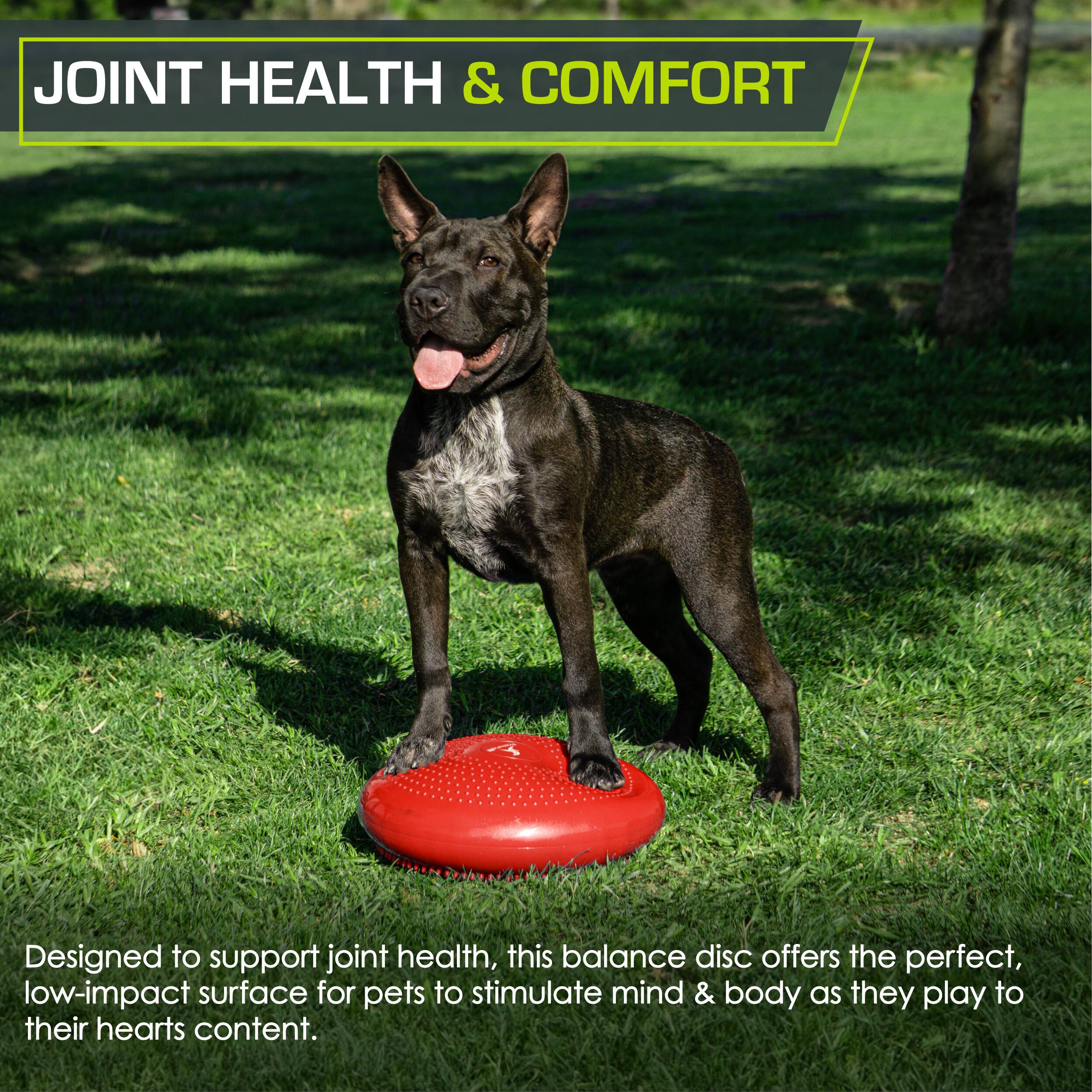 JOINT HEALTH & COMFORT

A Designed to support joint health, this balance disc offers the perfect, low-impact surface for pets to stimulate mind & body as they play to their hearts content.