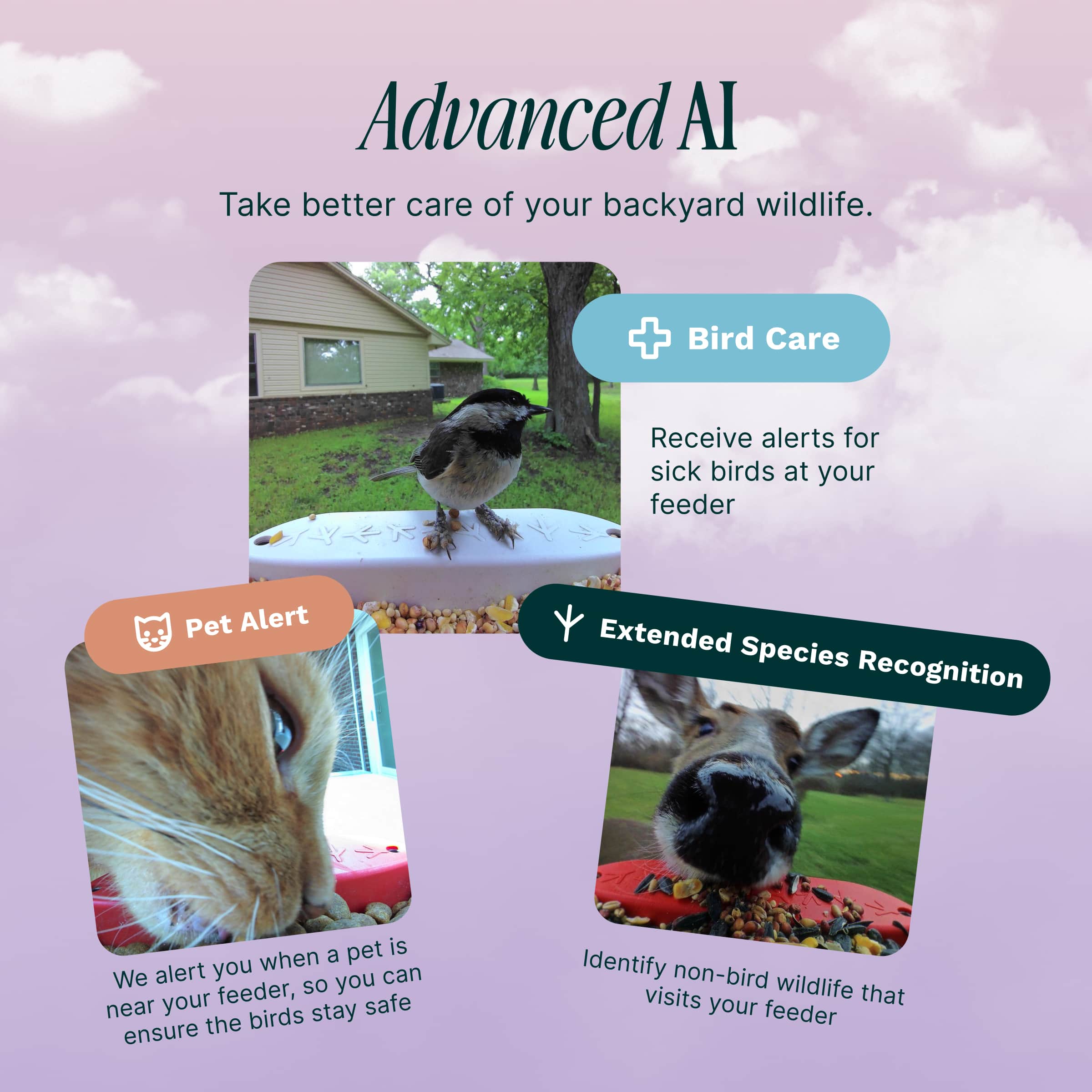 Advanced AI: Take better care of your backyard wildlife.
Bird Care: Receive alerts for sick birds at your feeder.
Pet Alert: We alert you when a pet is near your feeder, so you can ensure the safety of both your birds and your pets.
Extended Species Recognition: Identify non-bird visits to your feeder.